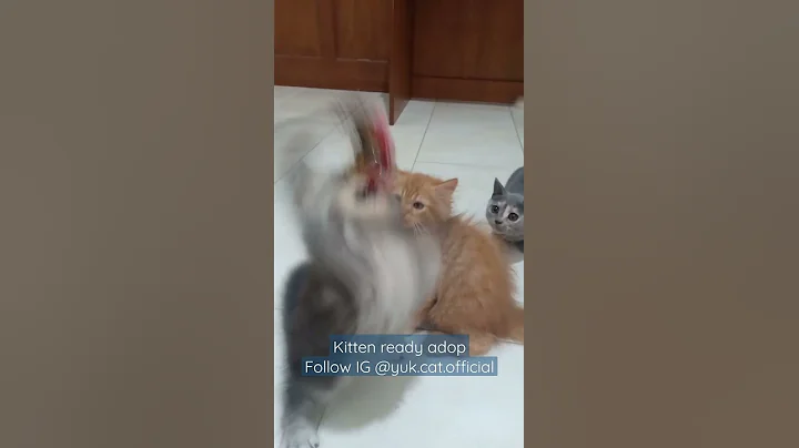 Video 587271: longhair kitten, persia longhair, kucing kitten persia