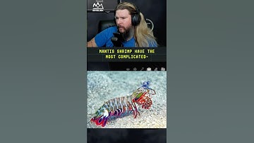 Mantis Shrimp - Kyle Hill Science Time