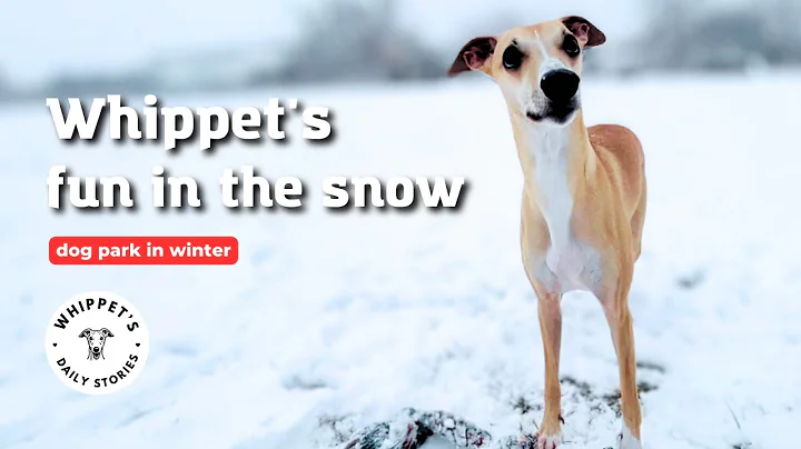 Whippet and snow ❄️ winter fun in dog park