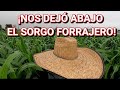 ¡¡ASÍ NOS REGÓ LA LLUVIA EL SORGO FORRAJERO Y EL MAÍZ PRIETO!! 🌾🌱