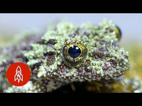 The Tiny Mossy Frog Clings for Survival