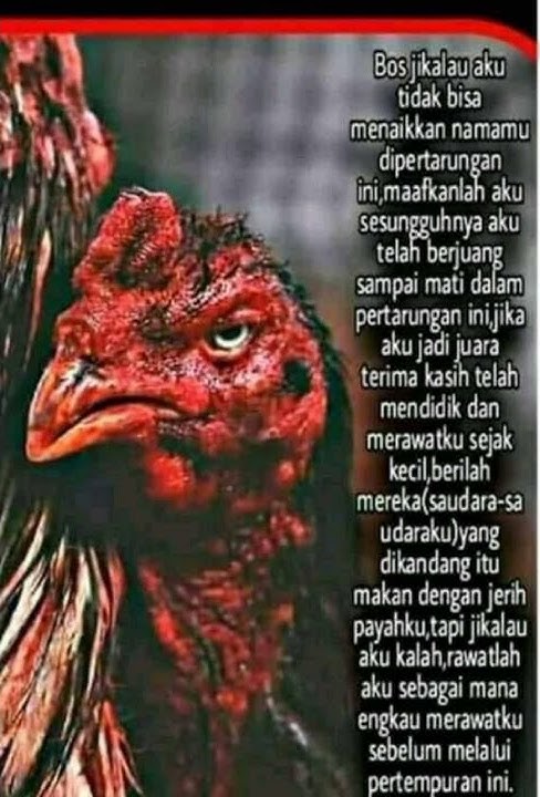 story WA ayam tarung sedihhh😭