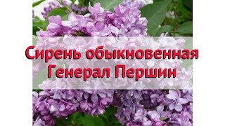 Сирень обыкновенная Генерал Першин 🌿 Посадка и уход. саженцы, крупномеры сирени: особенности сорта