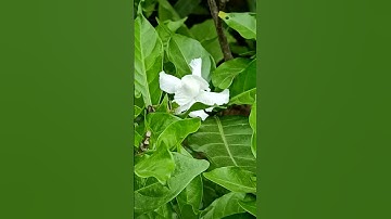 #gardeninglife #youtuber #youtubeshorts #youtube #shortvideos #flowers #explore #viral #shortsviral