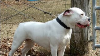 Confusion with American Bulldogs, White English Bulldogs and Old Southern Whites.