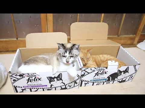 Felixの箱と猫　210601