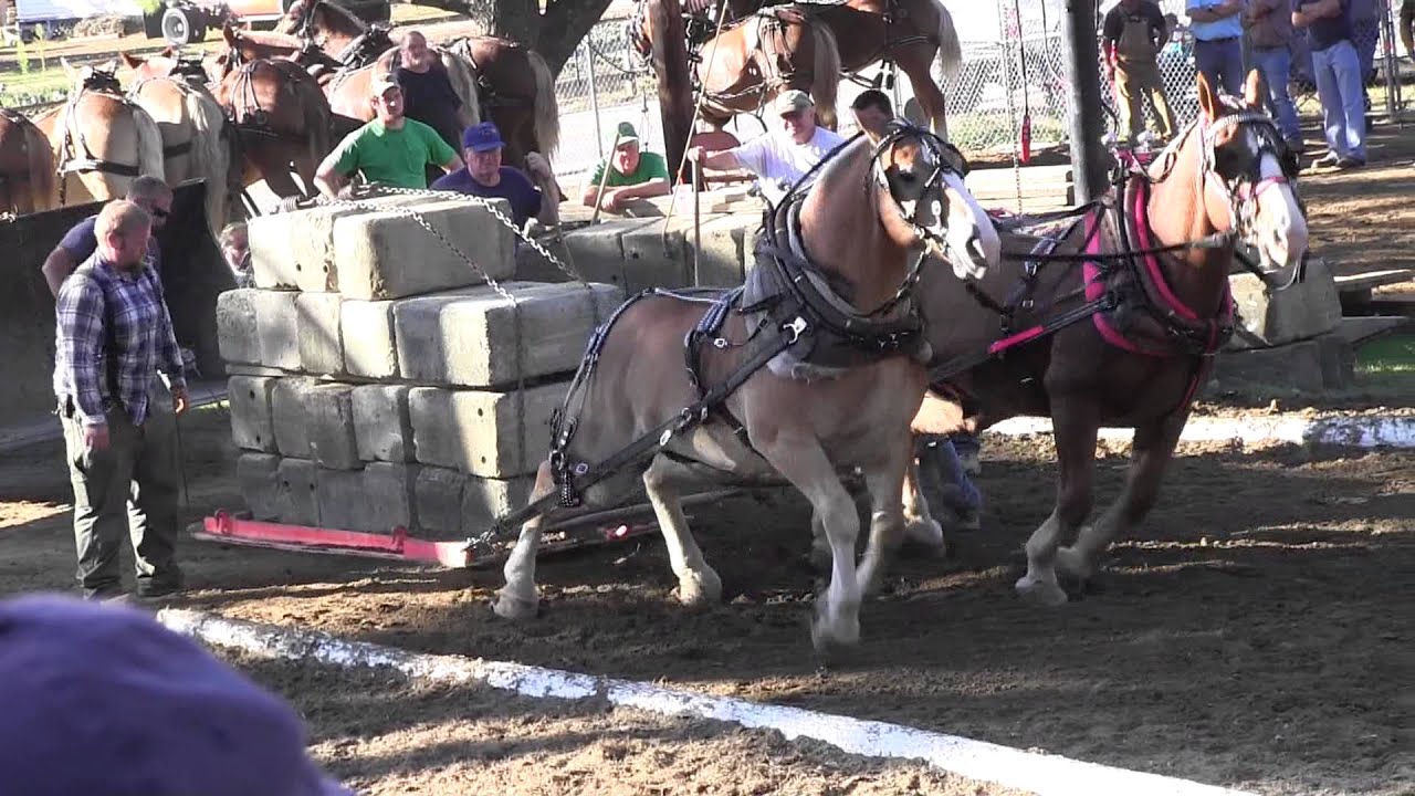 Draft Horse Pull 2013 Deerfield Fair NH Pulling Video 17 YouTube