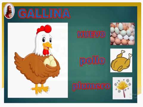 CIENCIA - ANIMALES Y SUS DERIVADOS- Miss Karen - YouTube