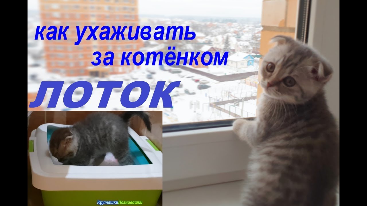 Как ухаживать за котенком 1 месяц