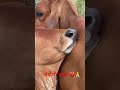 जय गौ माता🥹 #ytshorts #shortsfeed #shorts #gaumata #gaurakshak #viralvideo #animallovers #cow