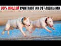 Бультерьер – Страшный Красавчик Добряк с Бойцовским Прошлым