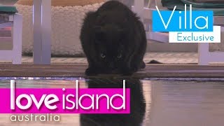 Meet Love Islands Resident Cat Love Island Australia 2018