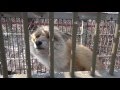 ニワトリを20羽食い殺したキタキツネを捕獲