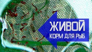 Живой корм для рыб дома! Личинка комара, дафния и что-то еще Живой корм для рыб дома! Личинка комара, дафния и что-то еще