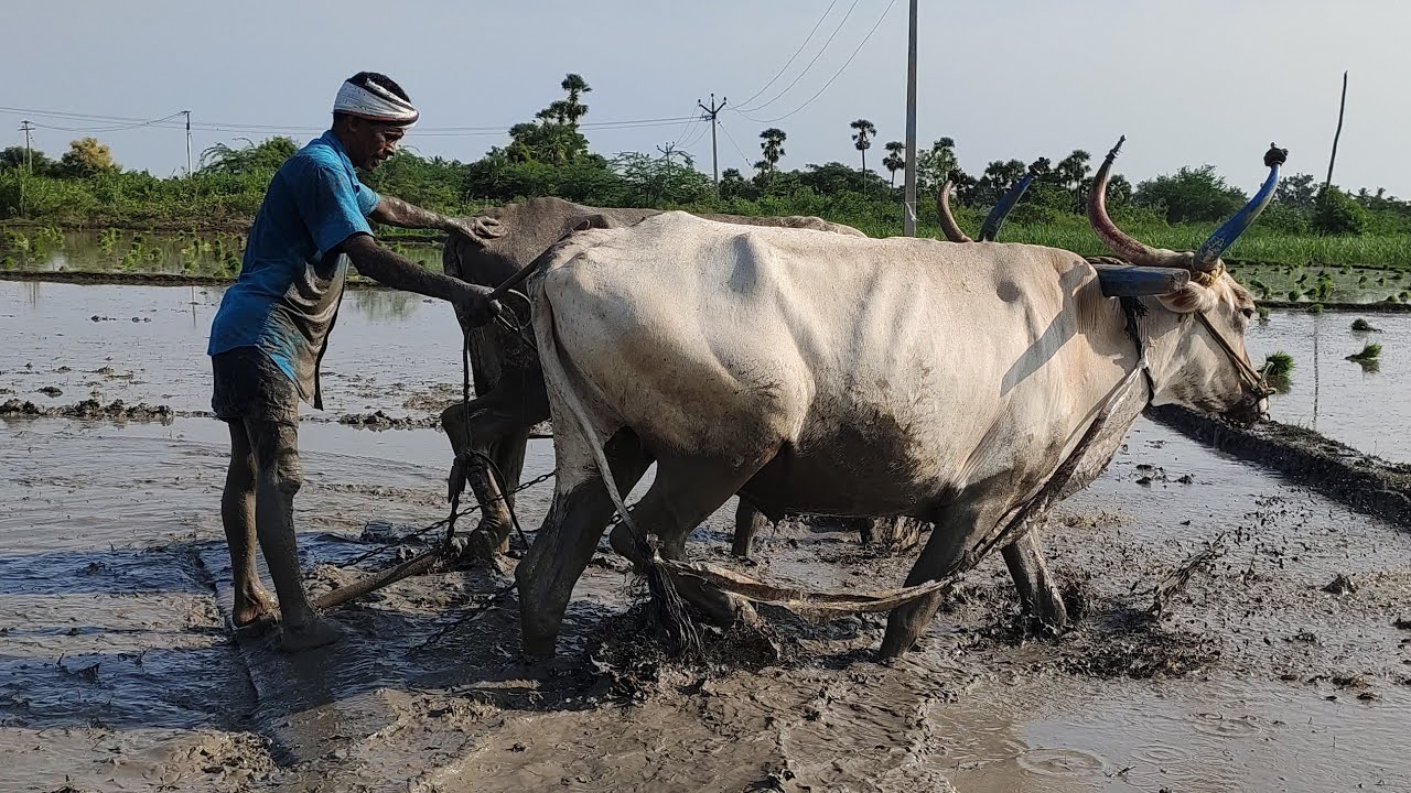 Bullock Working In Field Framework Agriculture Land