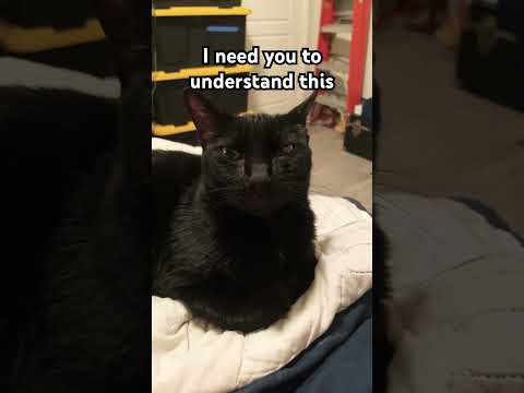 I need you to understand this!#cat #cute