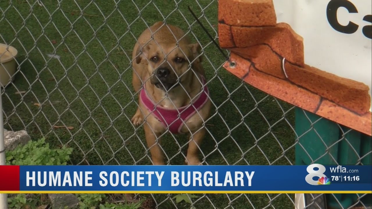 Pet food, cleaning supplies stolen from Humane Society of the Nature Coast
