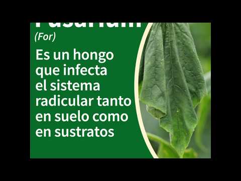 Video: Fusarium En Pepinos: Métodos De Prevención Y Tratamiento