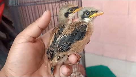 Rahasia memilih anakan cendet? Pilih anak Pertama atau kedua di dalam 1 sarang...