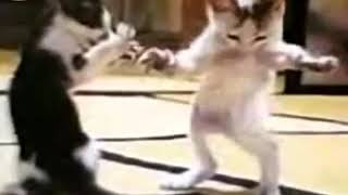 قطة ترقص بابا حبيبي بابا 😘مكررة 30 مرة 😂😂