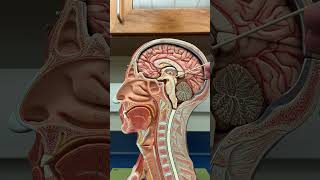 Structures Of The Brain - Head Model