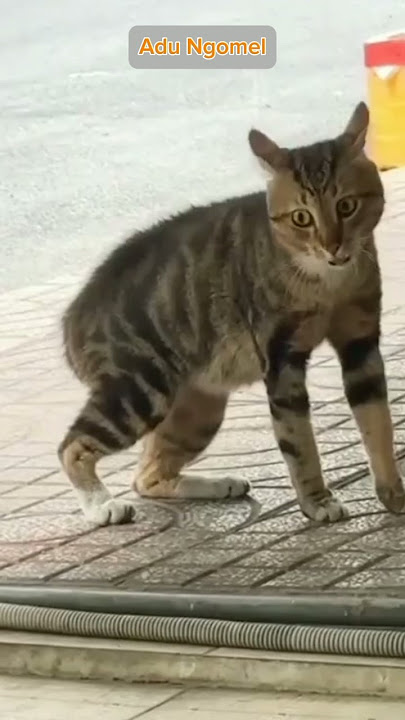 Kucing Viral Ngomel Sama Nenek #kucingngomel #shorts
