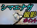 シマエナガ、撮影ポイント