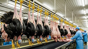 Inside a Modern Poultry Processing Plant: How Turkeys Are Prepared for Market.