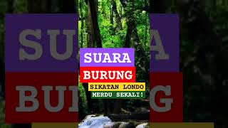 Download Lagu SUARA MERDU BURUNG SIKATAN LONDO ❗ MP3