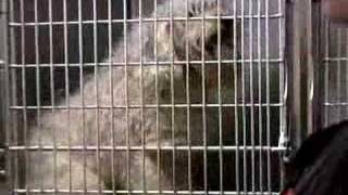 Rescued dogs in Framingham