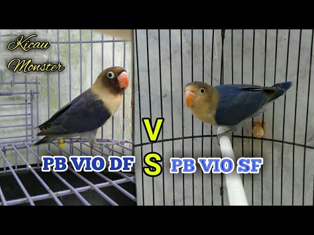 Perbedaan Pb Vio Df Dengan Pb Vio Sf Youtube