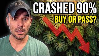 These 6 Plants Crashed 90%. Collectors Are Sleeping. Im Not. Buy Or P?