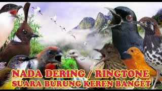 KICAUAN LOVEBIRD NADA DERING||RINGTONE SUARA BURUNG MERDU BANGET SUARA JERNIH