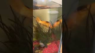 Roach Rides Goldfish || ViralHog