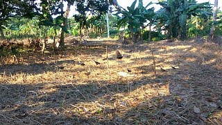 menangkap burung ruak ruak,wak wak,koreo padi,burak burak menggunakan suara mp3 (bird trap)