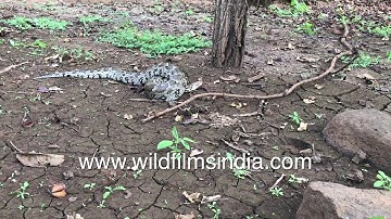 Indian Rock Python (Python molurus) slithering on dry leaves - see and hear clear video and audio