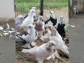 Агасиевские бойные голуби