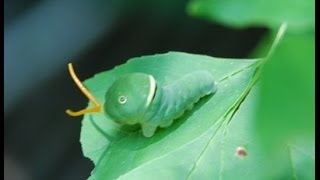 Pokemon Theory: Pokemon Are Real World Animals?