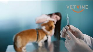 Dog and cats with autoimmune disease - To vaccinate or not?