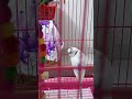 #cute #budgies #cuteness #birdspecies #birds #beautiful