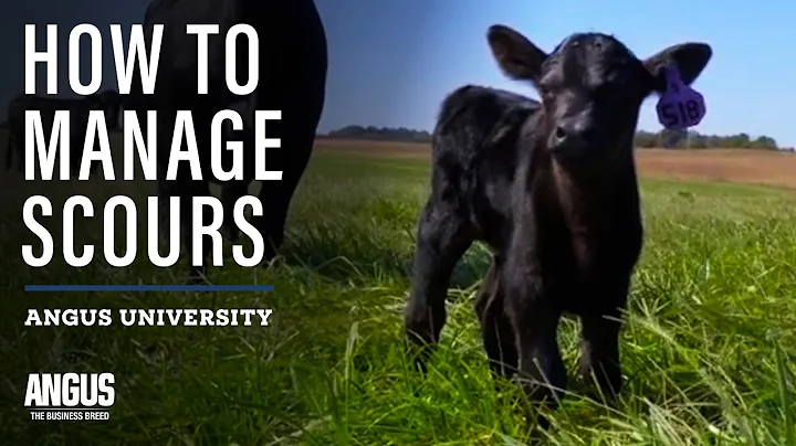 How to Manage Calf Scours - Best Treatment Practices for Scours | AJ Tarpoff - K-State Extension