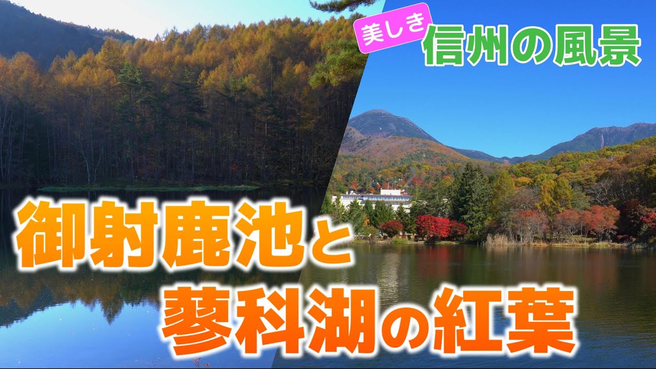 【自然風景】御射鹿池・蓼科湖の紅葉2024