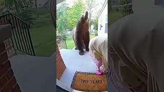 Granny Breaks Wind Picking Up Spare Key Bear Knocked Out Cold For 4 Days