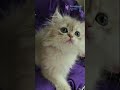 Adopt Noris: The Adorable Blue Golden Shell British Longhair Kitten 🐾 #BritishLonghair
