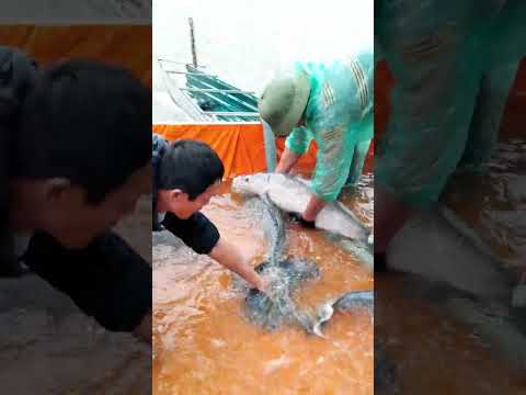 Trắm Đen Khủng