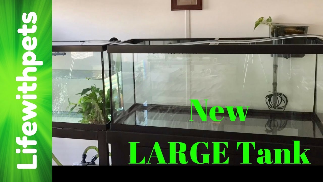 How Big is a 75 Gallon Aquarium? 