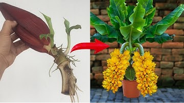 Unique banana propagation technique using chicken eggs . 100%  success rate