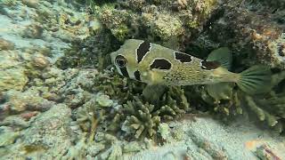 Snorkeling Club Med Kani Maldives 14 Novembre 2025