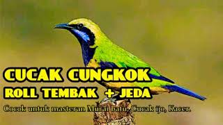 Masteran Cucak Ijo tembakan cungkok jeda 1-2 menit