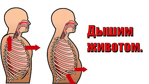 Методика дыхания животом. Дыхательная гимнастика диафрагмальное дыхание. Брюшное абдоминальное дыхание. Какиправильно дышать животом?. Дышать животом форум.